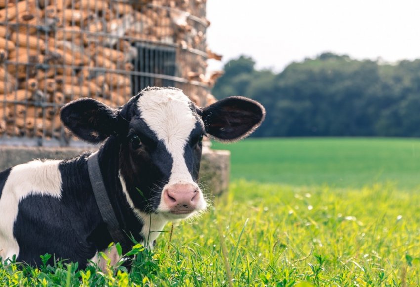 Удмуртия развивает молочное животноводство Удмуртия развивает молочное животноводство
