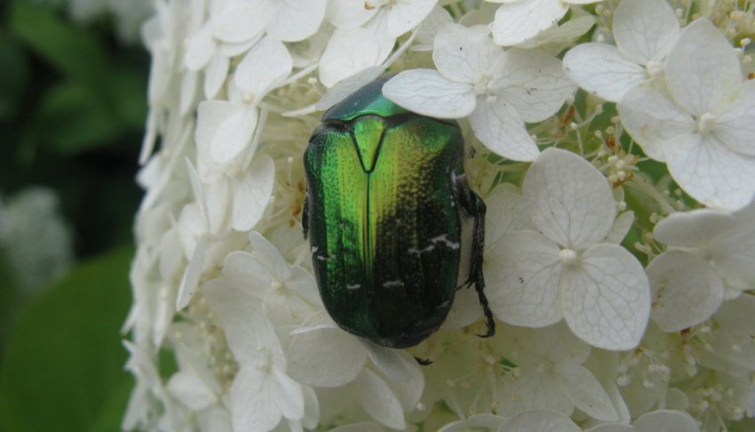 Японський жук Японський жук