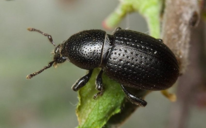 Чорний довгоніс Чорний довгоніс