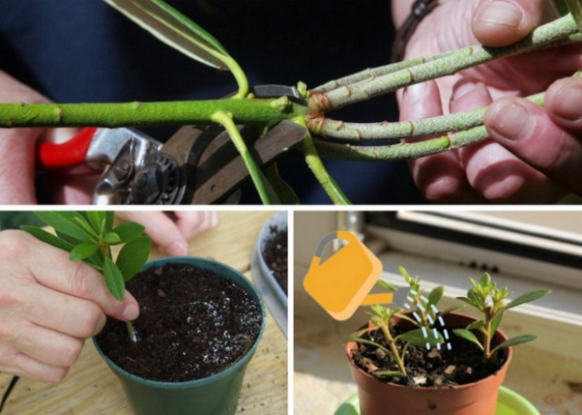 Розмноження відрубанками Розмноження відрубанками