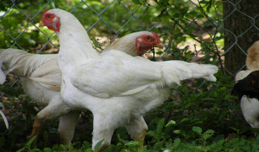 Кури корніш