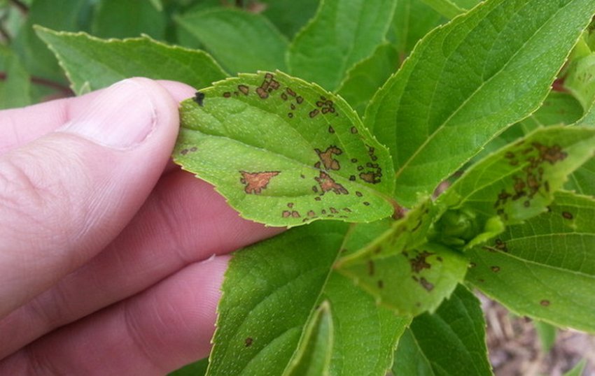 Признак наявності кліщів Признак наявності кліщів