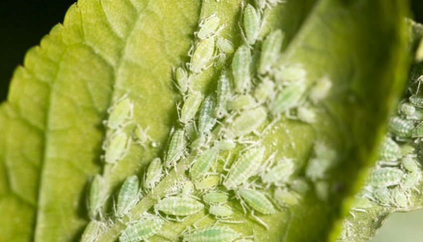 Тля на гортензії