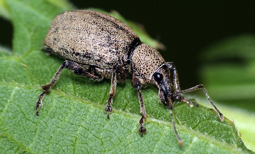 Чорний виноградний довгоносик