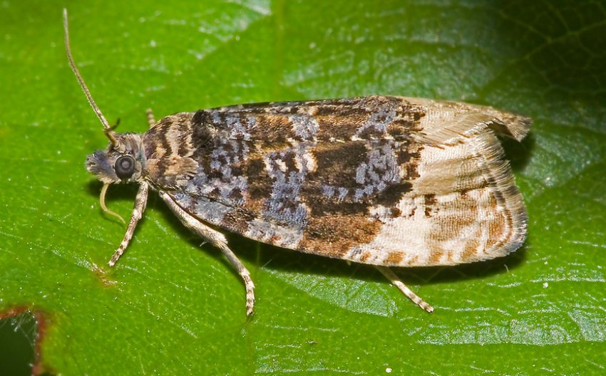 Листовертка на гортензії