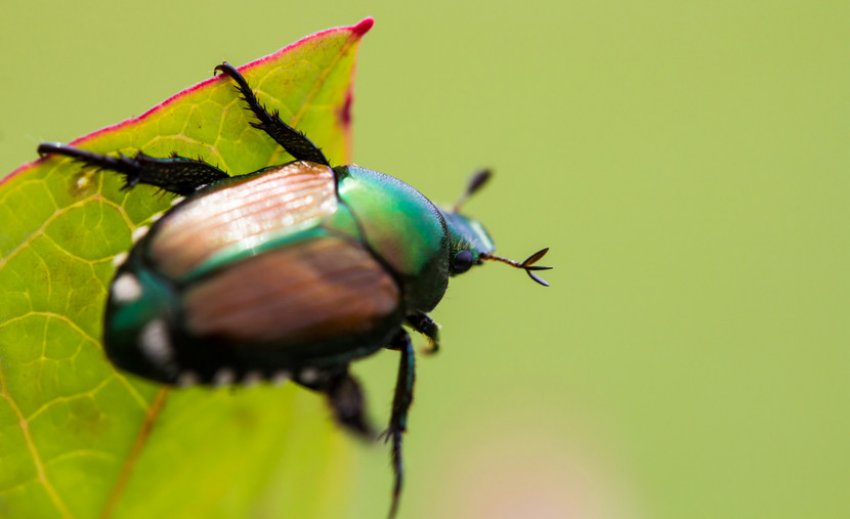 Японський жук