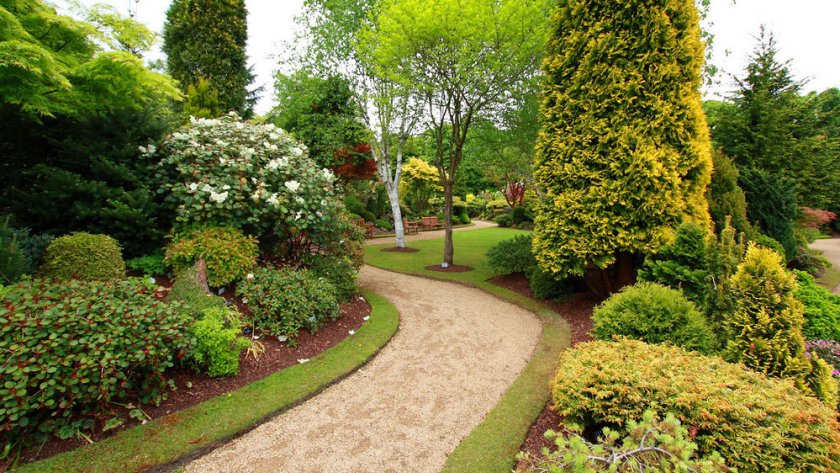 Роль декоративных кустарников и деревьев в современном саду
