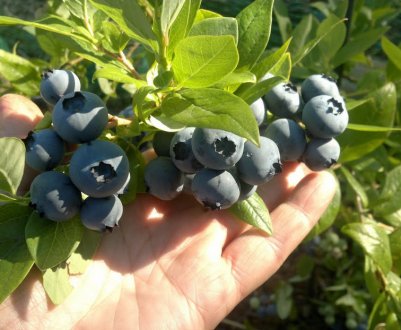 Посадка та догляд за черникою Топ Хат