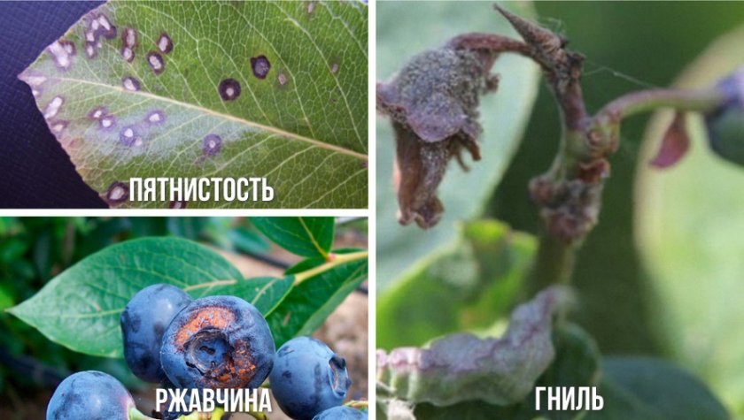 Болезни черники Болезни черники