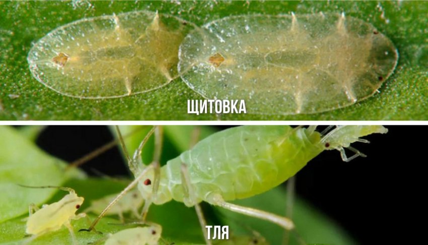 Шкідники черники Шкідники черники