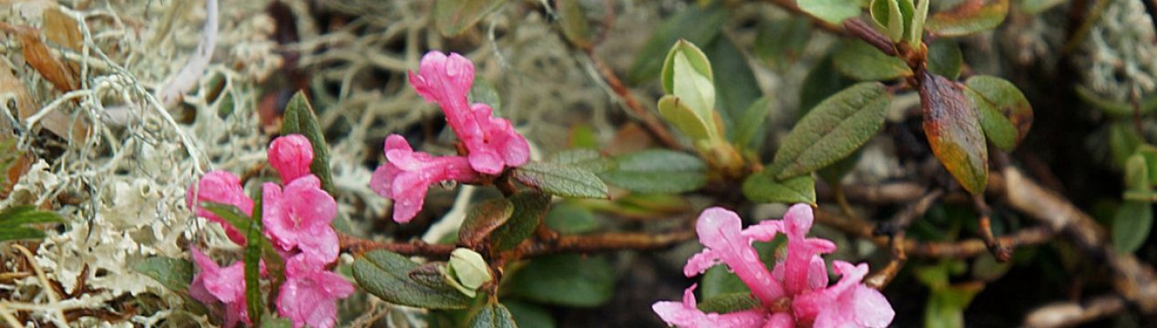 Рододендрон Адамса: лікувальні властивості та застосування