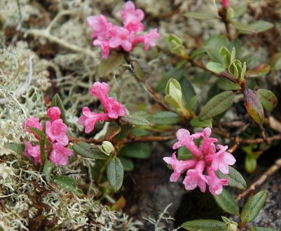 Рододендрон Адамса: лікувальні властивості та застосування