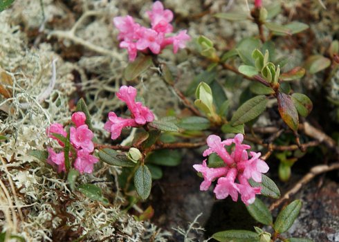 Рододендрон Адамса: лечебные свойства и применение