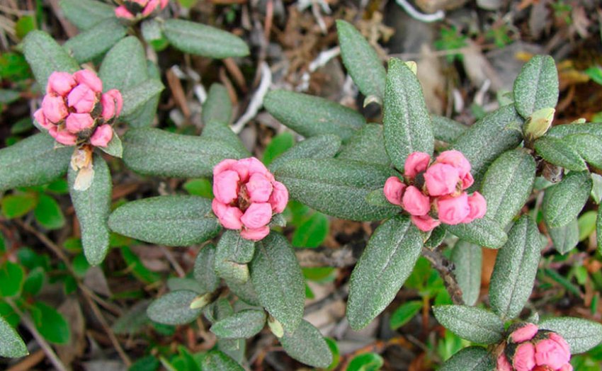 Рододендрон Адамса