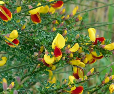 Види та сорти бузини та їх застосування