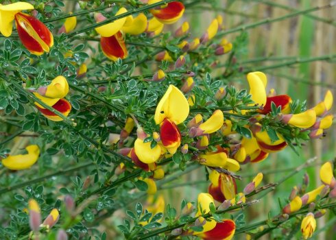 Види та сорти бузини та їх застосування