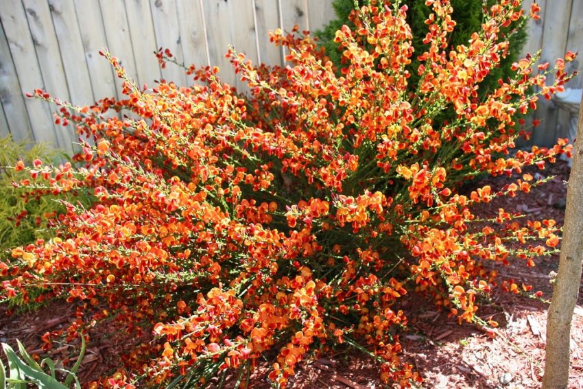 Ракитник Лена Ракитник Лена