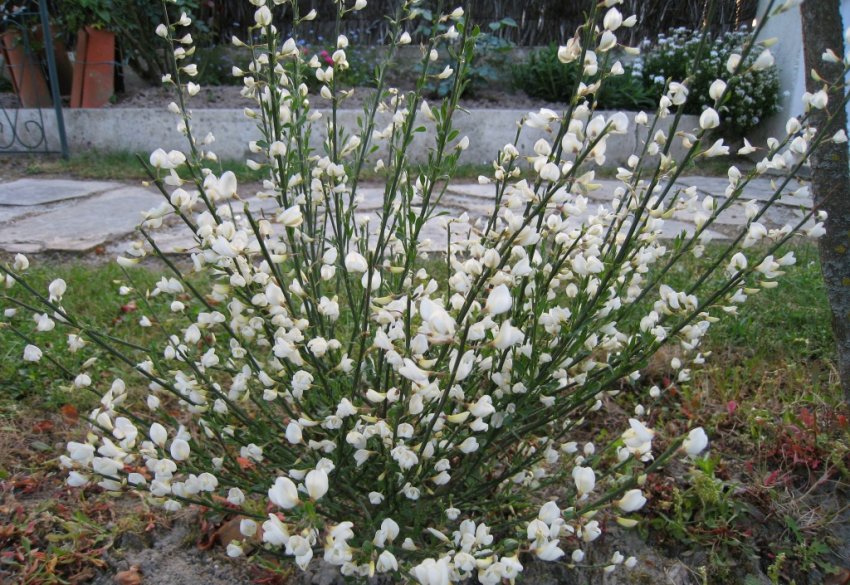 Ракитник Альбус Ракитник Альбус