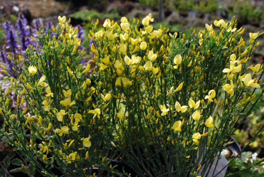 Ракитник Олголд Ракитник Олголд