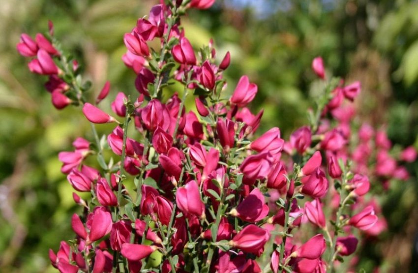 Ракитник Бурквуді Ракитник Бурквуді