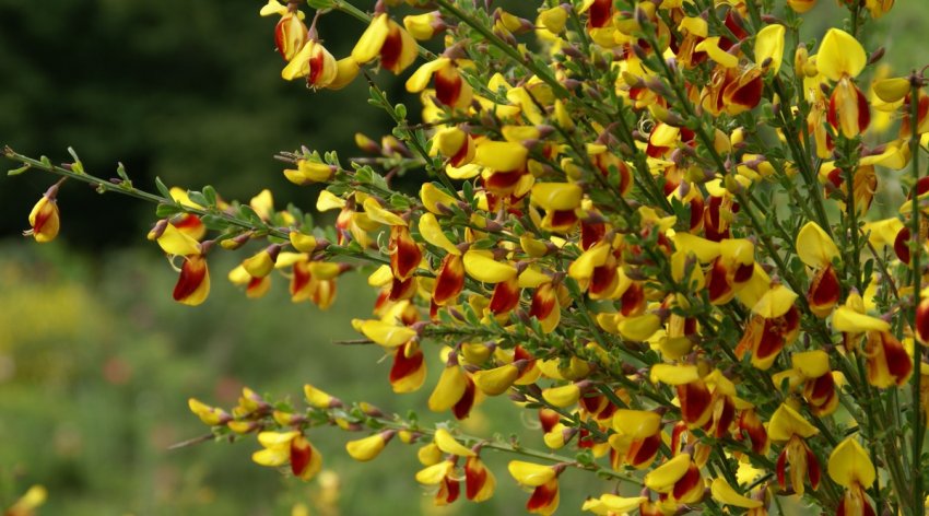 Ракитник Андреанус Ракитник Андреанус