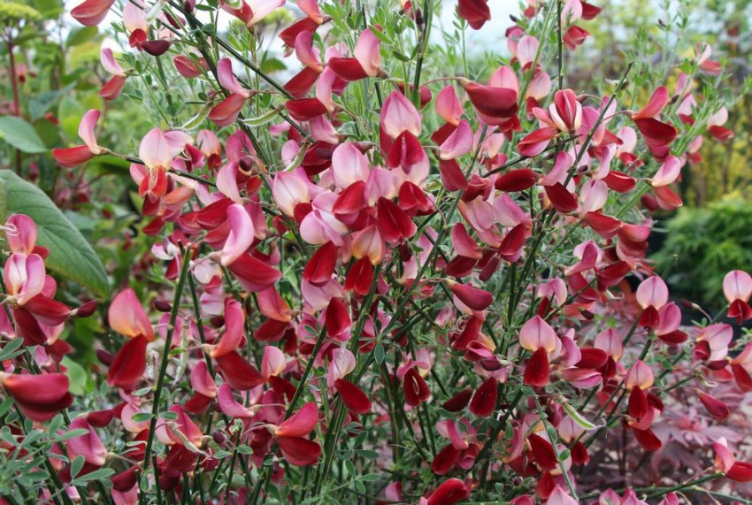 Ракитник Голандія Ракитник Голандія