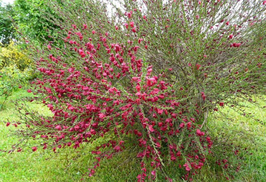 Ракитник Боскоп Рубі Ракитник Боскоп Рубі