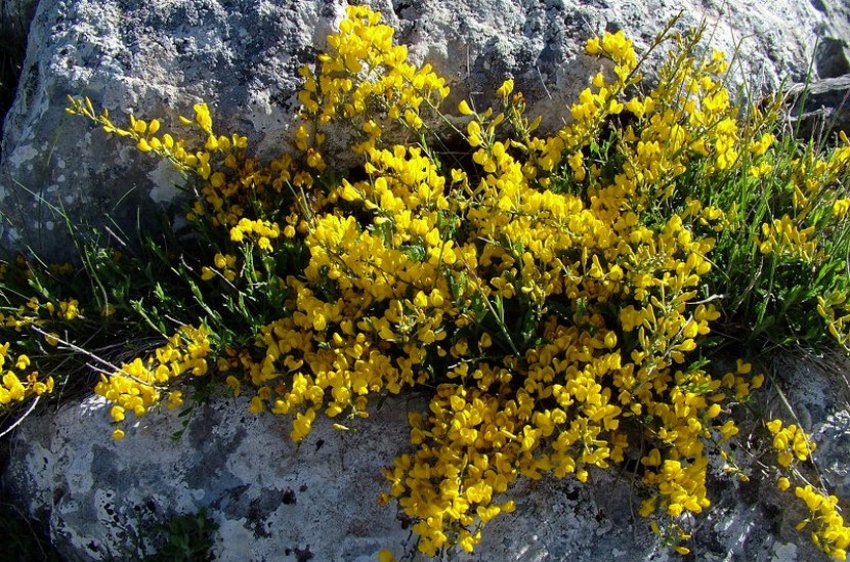 Ракитник Ползучий Ракитник Ползучий