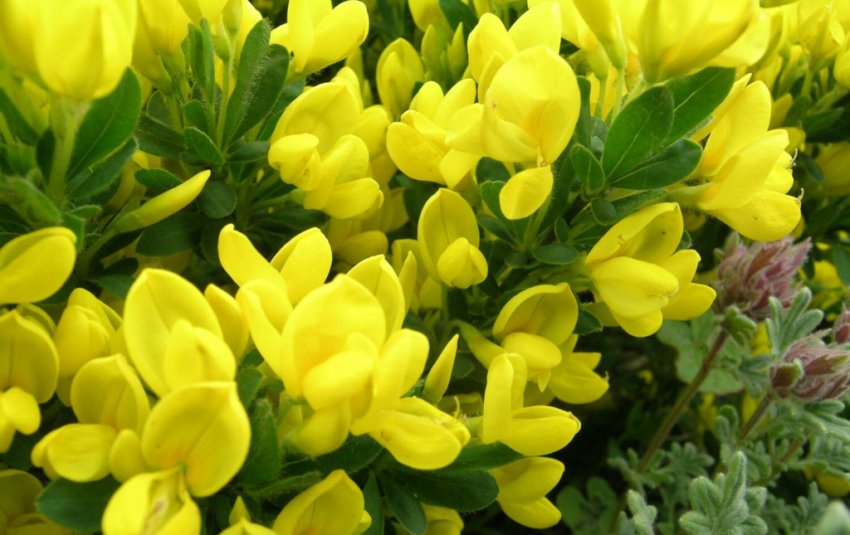 Верболіз Скучений Верболіз Скучений