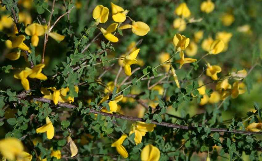 Верболіз Сидячелистий Верболіз Сидячелистий