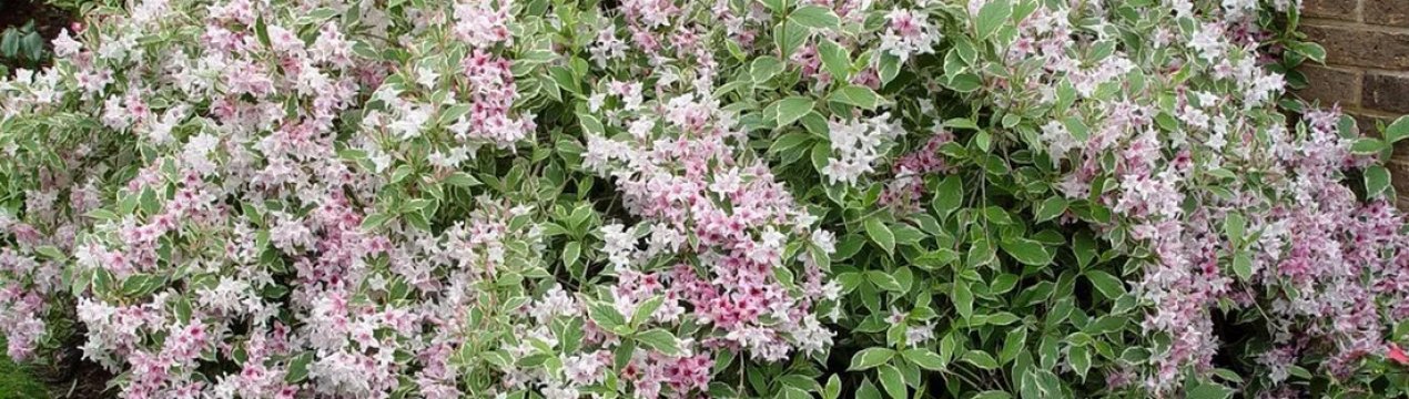 Характеристики и особенности выращивания вейгелы Нана Вариегата