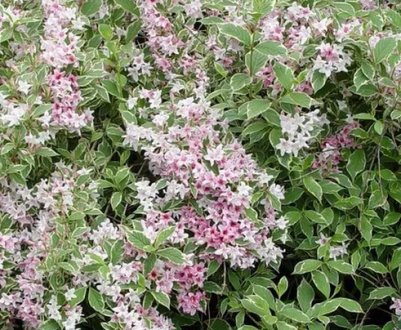 Характеристики и особенности выращивания вейгелы Нана Вариегата