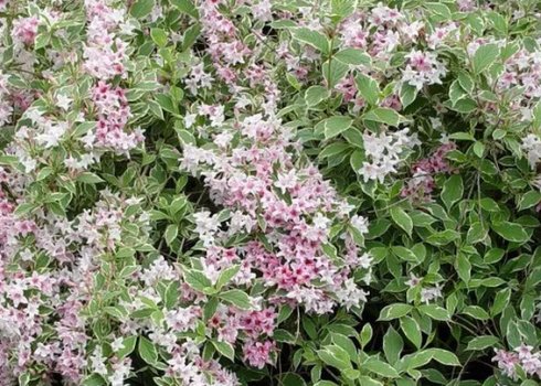 Характеристики и особенности выращивания вейгелы Нана Вариегата