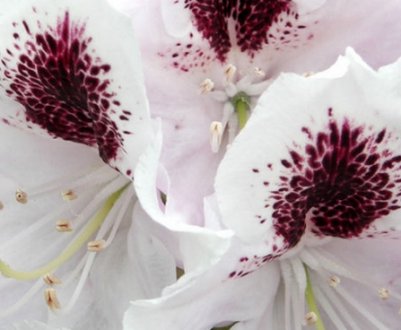 Опис рододендрона Calsap, особливості сорту