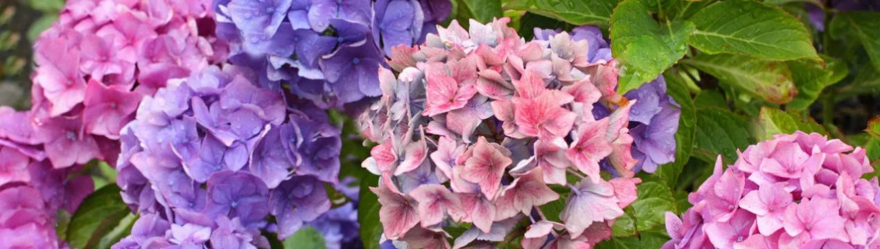 Найкращі сорти гортензії з великими листями, їх посадка і догляд