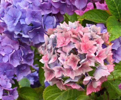 Найкращі сорти гортензії з великими листями, їх посадка і догляд