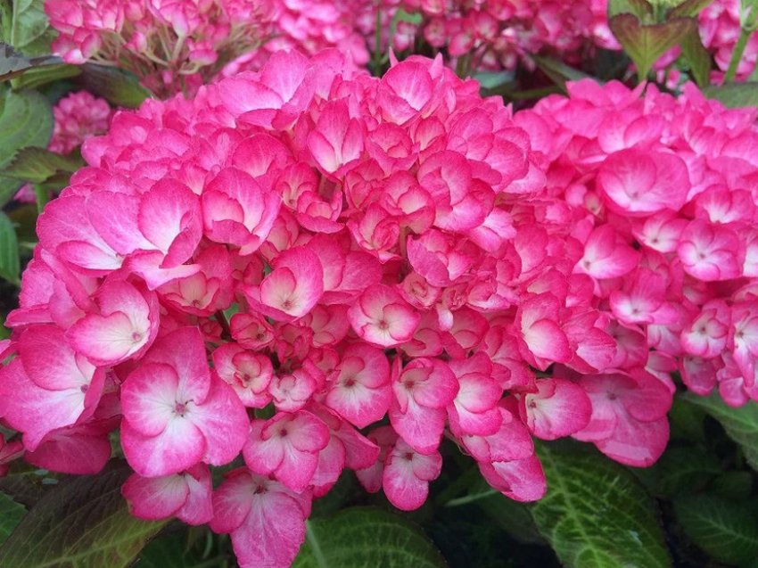 Гортензия Графиня Коссель