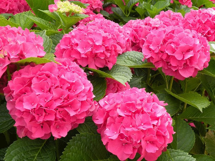 Гортензія Сибілла