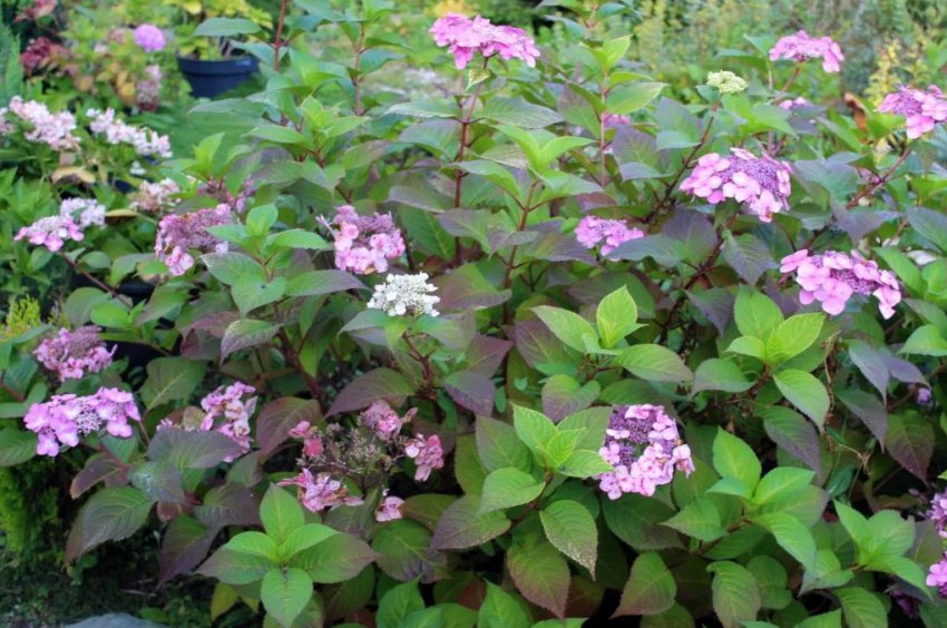 Гортензія Твіст энд Шаут