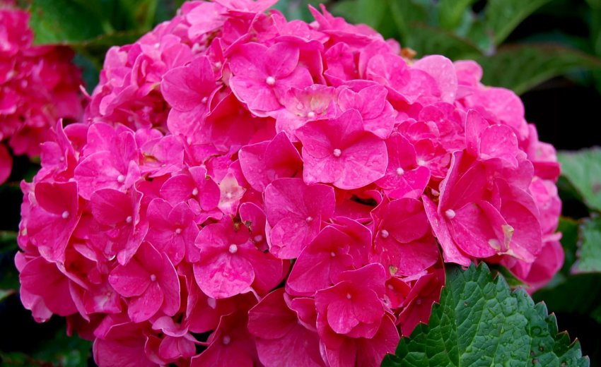 Гортензія Мармеладка