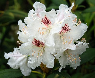 Посадка та догляд за сортом рододендрона П. М. А. Тигерштедта
