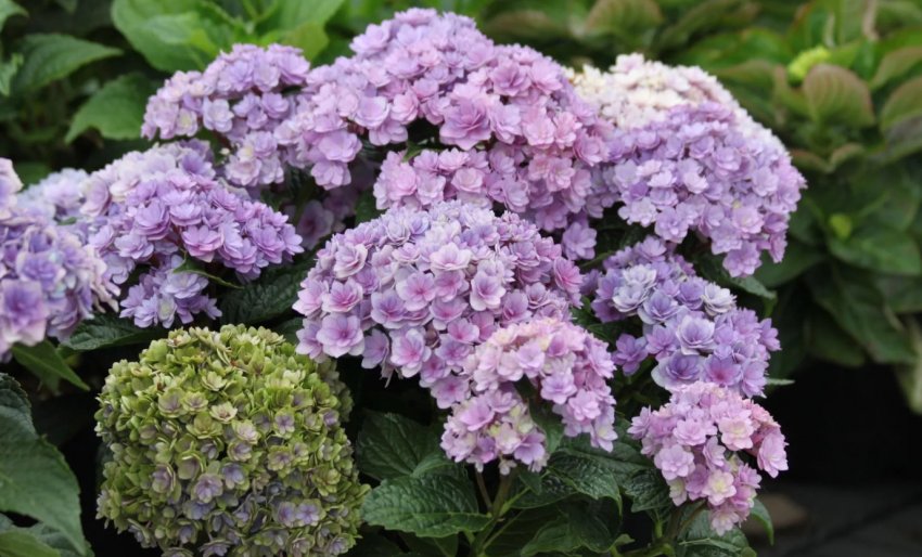 Гортензія Ю енд мі Тугезе