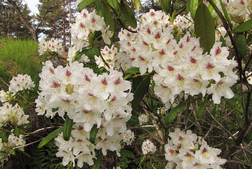 Рододендрони сорту Пітер Тігерштедт Рододендрони сорту Пітер Тігерштедт