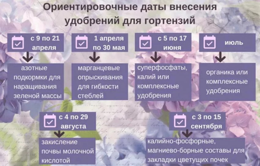 Підживлення гортензії Підживлення гортензії