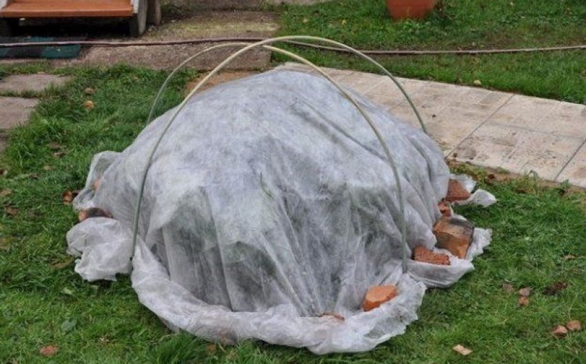 Підготовка гортензії до зими