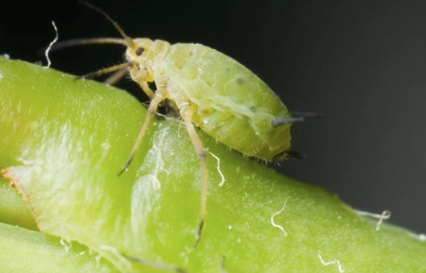 Тля на гортензії