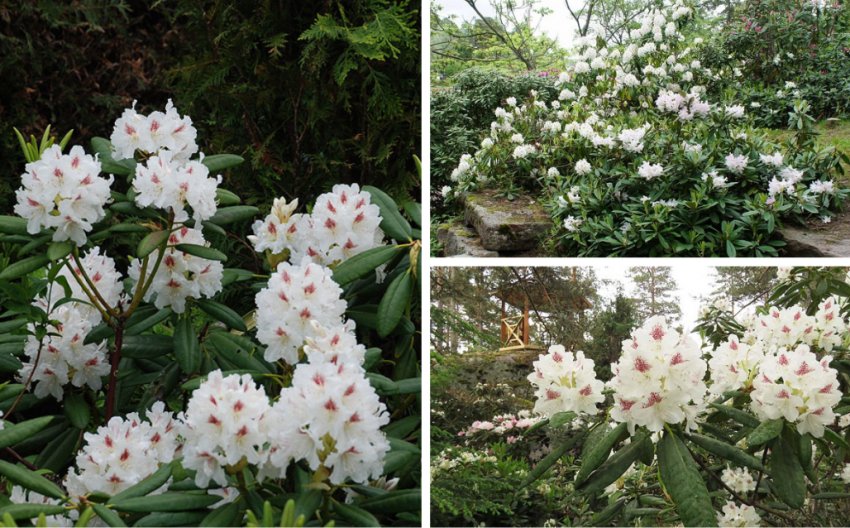 Рододендрон в дизайні саду Рододендрон в дизайні саду