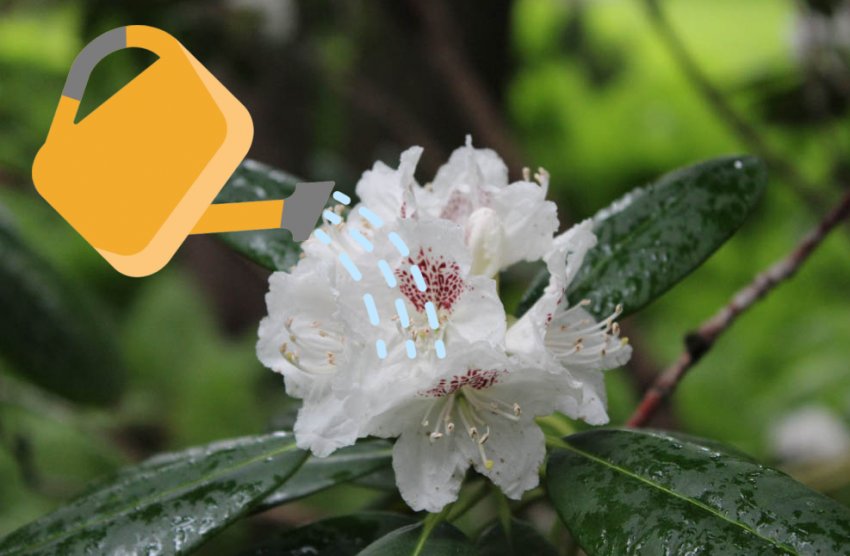 Полив рододендрона Полив рододендрона