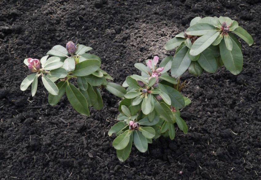 Пересадка рододендрона Пересадка рододендрона