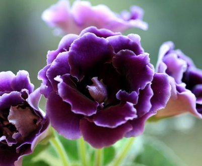 Особливості посадки і вирощування з насіння глоксинії в домашніх умовах